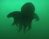 Mostri degli oceani: i giganti dell'acqua