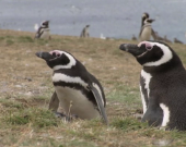 Pinguini: piccoli cuccioli crescono