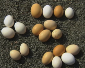 Uova: i segreti nel guscio