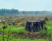 Video: La deforestazione