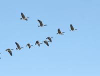 Animali che migrano: ecco quali sono