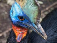 Gli uccelli più pericolosi del mondo