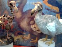 Dodo, il più celebre fra gli uccelli estinti: la sua storia