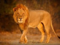 10 animali che dormono tanto