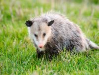 Tanatosi: quali sono gli animali che si fingono morti