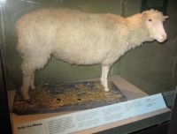 Pecora Dolly: storia del primo mammifero clonato