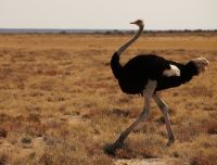 10 uccelli che non volano