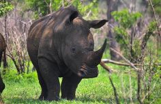 rinoceronte-nero-alimentazione