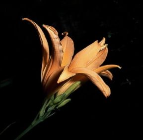 Bella di giorno . Fiore di Hemerocallis flava.De Agostini Picture Library/Archivio B