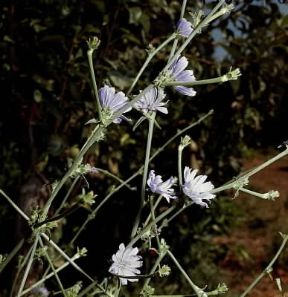 Cicoria. Caule e fiori di Cichorium intybus.De Agostini Picture Library