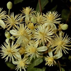 Clematide. Fiori di Clematis flammula.De Agostini Picture Library