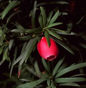 Conifere. Arillo di Taxus.De Agostini Picture Library / Archivio B