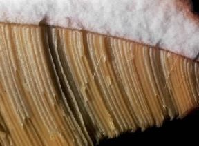 Fungo. Cappello in sezione del Boletus pinnicola.De Agostini Picture Library/Archivio B