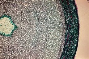 Fusto. Sezione trasversale di giovane fusto di pioppo: al centro sono visibili gli anelli di crescita e i raggi midollari, all'esterno il cambio, il libro e la corteccia.De Agostini Picture Library/Archivio B