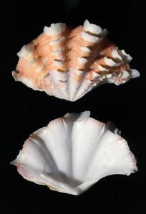 Bivalvi . Conchiglie di Tridacna squamosa.De Agostini Picture Library/C. Bevilacqua