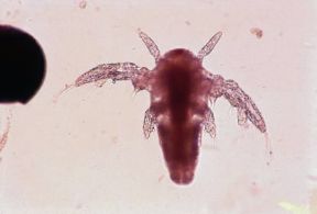 Artemia salina. Metanauplius al microscopio.De Agostini Picture Library/C. Bevilacqua