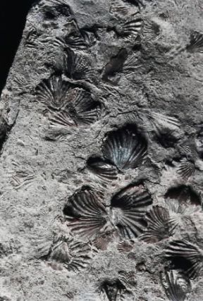 Brachiopodi . Fossili in una lastra del Carbonifero.De Agostini Picture Library/C. Bevilacqua