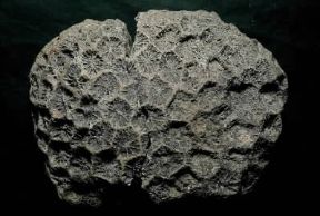 Celenterati. Celenterato madreporato fossile del genere Isastrea.De Agostini Picture Library/ Archivio B
