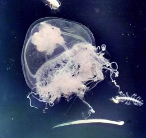 Idrozoi . Un esemplare di medusa.De Agostini Picture Library