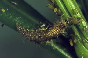 Neurotteri. Larva di Chrysopa perla.De Agostini Picture Library