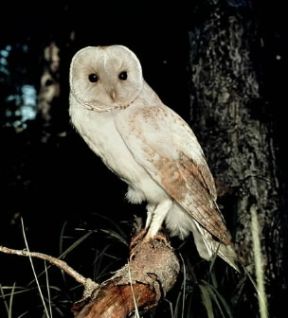 (Tyto alba ). Barbagianni De Agostini Picture Library