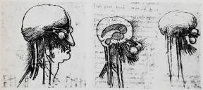 Anatomia umana. Studi di Leonardo da Vinci su alcuni nervi che partono dal cervello.De Agostini Picture Library