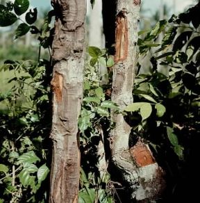 Cannella. Fusti di Cinnamomum zeylanicum.De Agostini Picture Library
