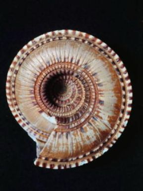 Conchiglia di un gasteropode marino.De Agostini Picture Library / Archivio B