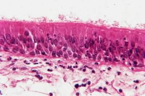 Mucosa. Microfotografia della mucosa della faringe.De Agostini Picture Library