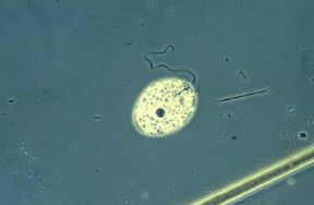 Cellula. Movimento flagellare in un esemplare del genere Polytoma.De Agostini Picture Library