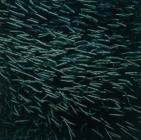 Aringa. Pesci gregari, le aringhe formano banchi di milioni di esemplari.De Agostini Picture Library