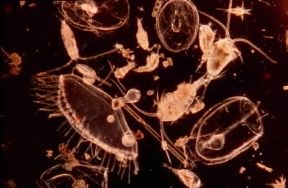Plancton. Zooplancton costituito da Copepodi e Ibroidi.De Agostini Picture Library