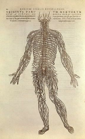 Anatomia umana. Una xilografia che illustra l'opera di Andrea Vesalio, De humani corporis fabrica , pubblicata nel 1543 (Firenze, Biblioteca dei Medici).De Agostini Picture Library