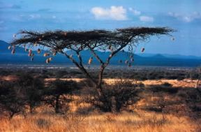Acacia della savana con i nidi di uccelli.De Agostini Picture Library