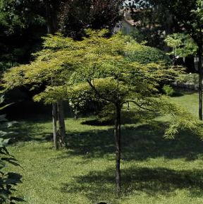 Acero . Esemplare di Acer palmatum.De Agostini Picture Library/2P
