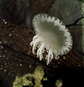 Celenterati. Esemplare di medusa.De Agostini Picture Library/E. Giovenzana