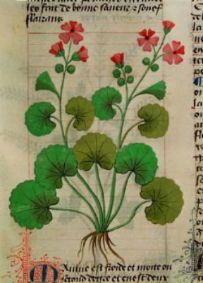 Officinale . La malva in un'illustrazione de Le Grand Herbier (Modena, Biblioteca Estense).De Agostini Picture Library/A. Dagli Orti