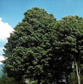 Acero. Acero di monte (Acer pseudoplatanatus).De Agostini Picture Library/2P