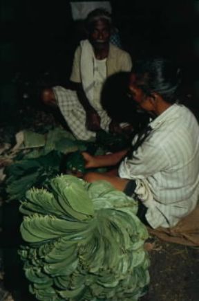 Betel. Foglie di Piper betle coltivate in Sri Lanka.De Agostini Picture Library/A. Bernardi