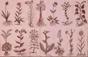 Biologia . Disposizione delle foglie in diverse piante, da un'illustrazione del trattato Floire franÃ§aise attribuito a J. B. Lamarck e A.-P. de Candolle.De Agostini Picture Library