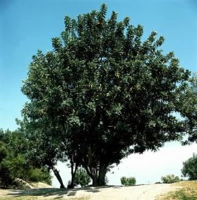 Carrubo (Ceratonia siliqua).De Agostini Picture Library/2P