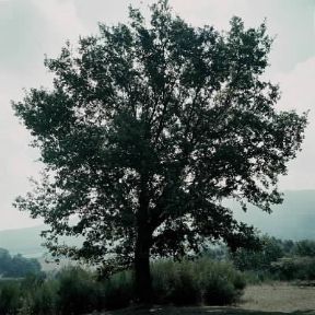 Cerro. Albero di Quercus cerris.De Agostini Picture Library/ 2 P