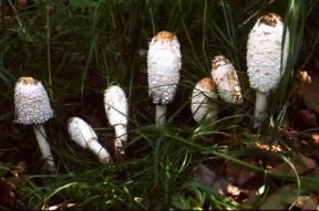 Coprino chiomato (Coprinus comatus).De Agostini Picture Library / A. Lucini