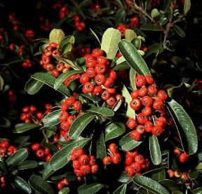 Cotoneaster pyracantha.De Agostini Picture Library / 2P