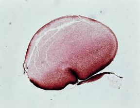Embrione. Processo di segmentazione dell'uovo fecondato di rana. Inizio della prima divisione dell'uovo.De Agostini Picture Library/E. Giovenzana