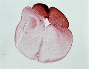 Embrione. Processo di segmentazione dell'uovo fecondato di rana. Terza divisione.De Agostini Picture Library/E. Giovenzana