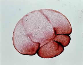 Embrione. Processo di segmentazione dell'uovo fecondato di rana. 1-4. Quarta divisione.De Agostini Picture Library/E. Giovenzana