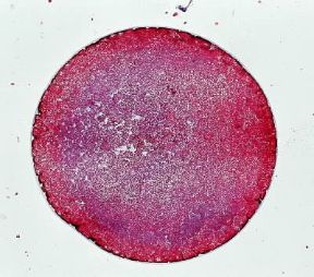 Embrione. Processo di segmentazione dell'uovo fecondato di rana. 1-5. Stadio di morula.De Agostini Picture Library/E. Giovenzana