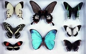 Entomologia. Collezione di lepidotteri.De Agostini Picture Library/E. Giovenzana