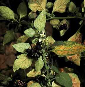 Erba morella (Solanum nigrum).De Agostini Picture Library/2P